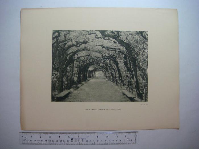 Boboli Garden, Florence, Alley of Live Oaks (Plate No. 113)