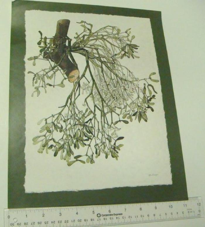 Botanical Study