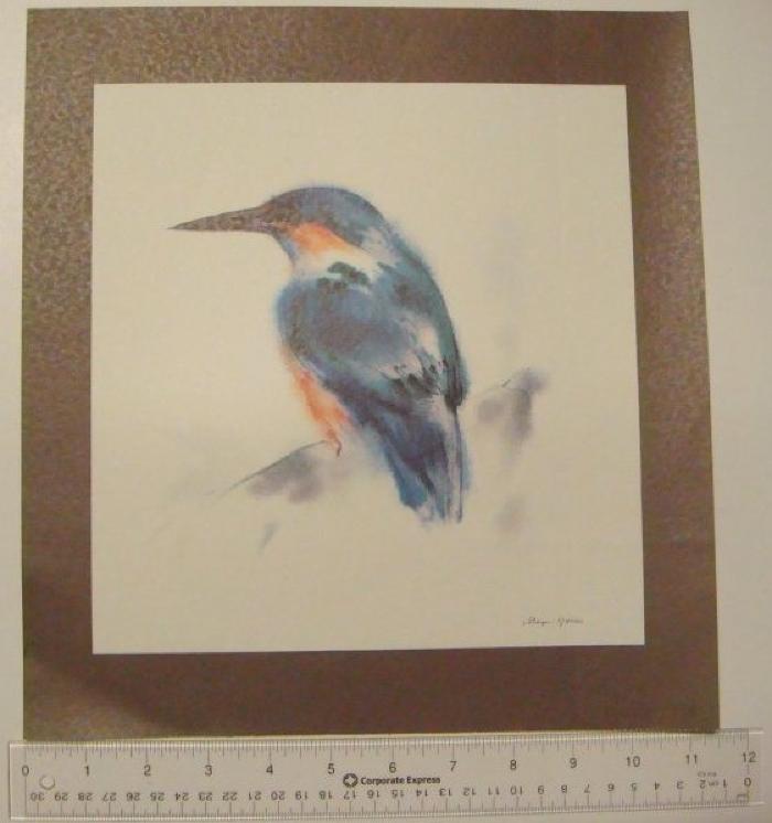 Blue Kingfisher