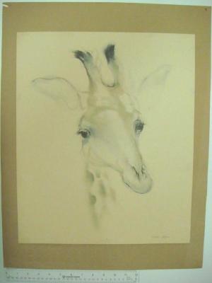 Giraffe Head