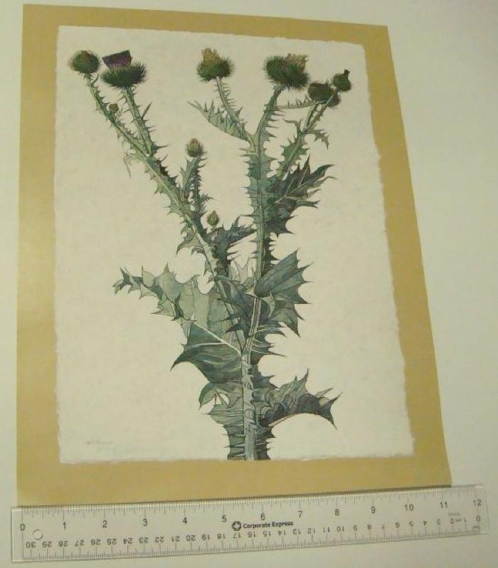 Botanical Study for Thistle