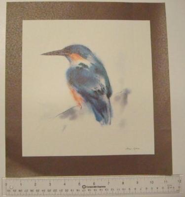 Blue Kingfisher