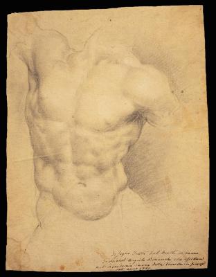 Study of Torso